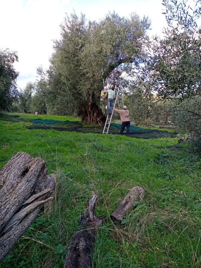 Corfu Olives